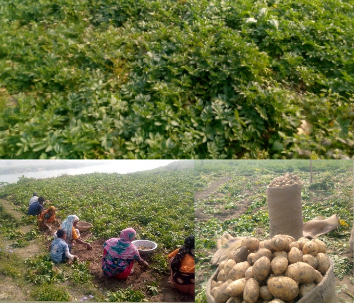 দিনাজপুরে নতুন আলু উঠলেও দামে হতাশ কৃষকরা