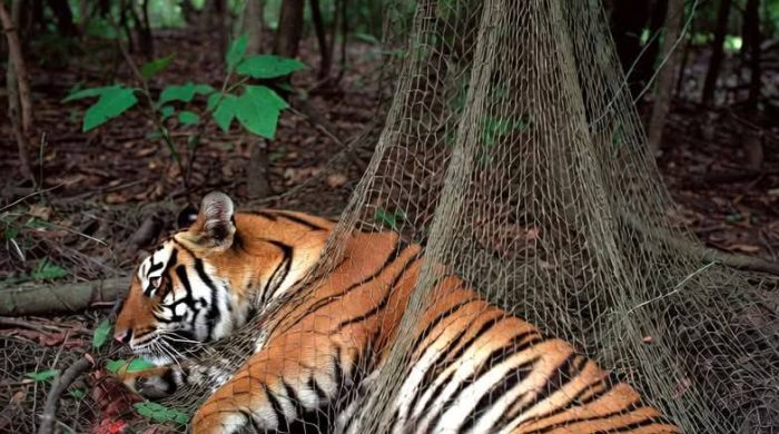 সুন্দরবনে হরিণ শিকারির ফাঁদে আটক বাঘ, উদ্ধারে বনবিভাগের অভিযান