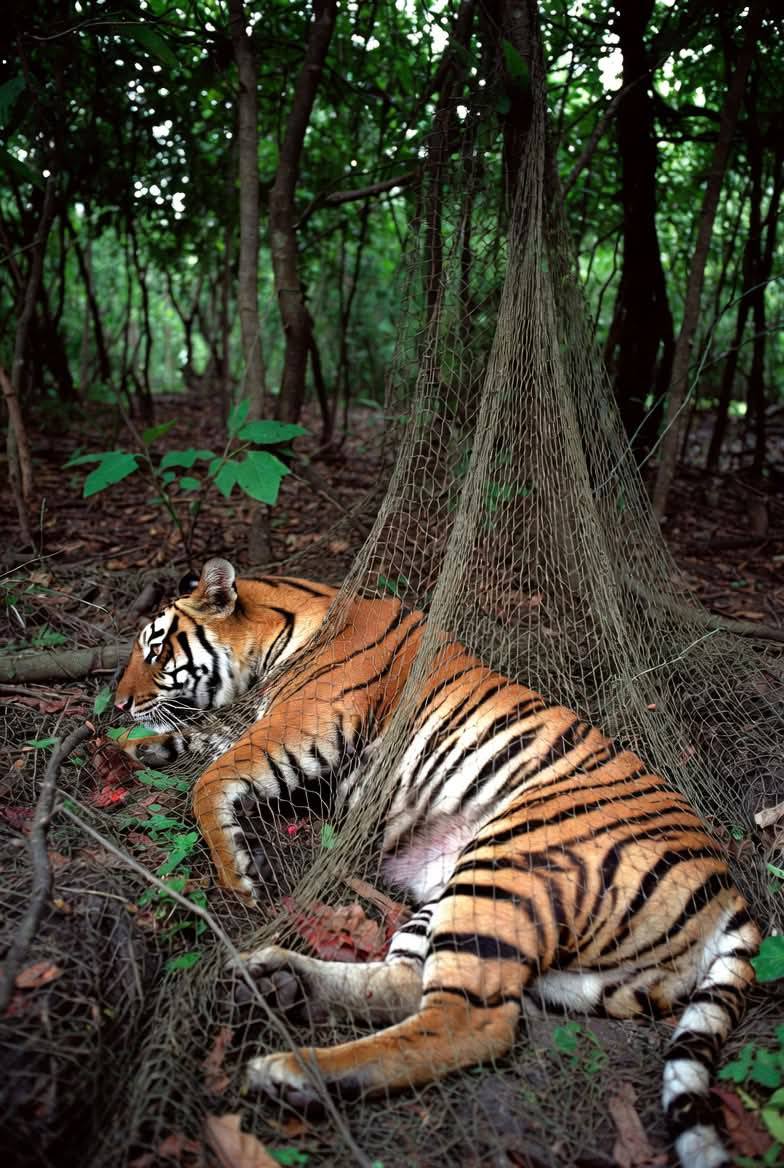 সুন্দরবনে হরিণ শিকারির ফাঁদে আটক বাঘ, উদ্ধারে বনবিভাগের অভিযান