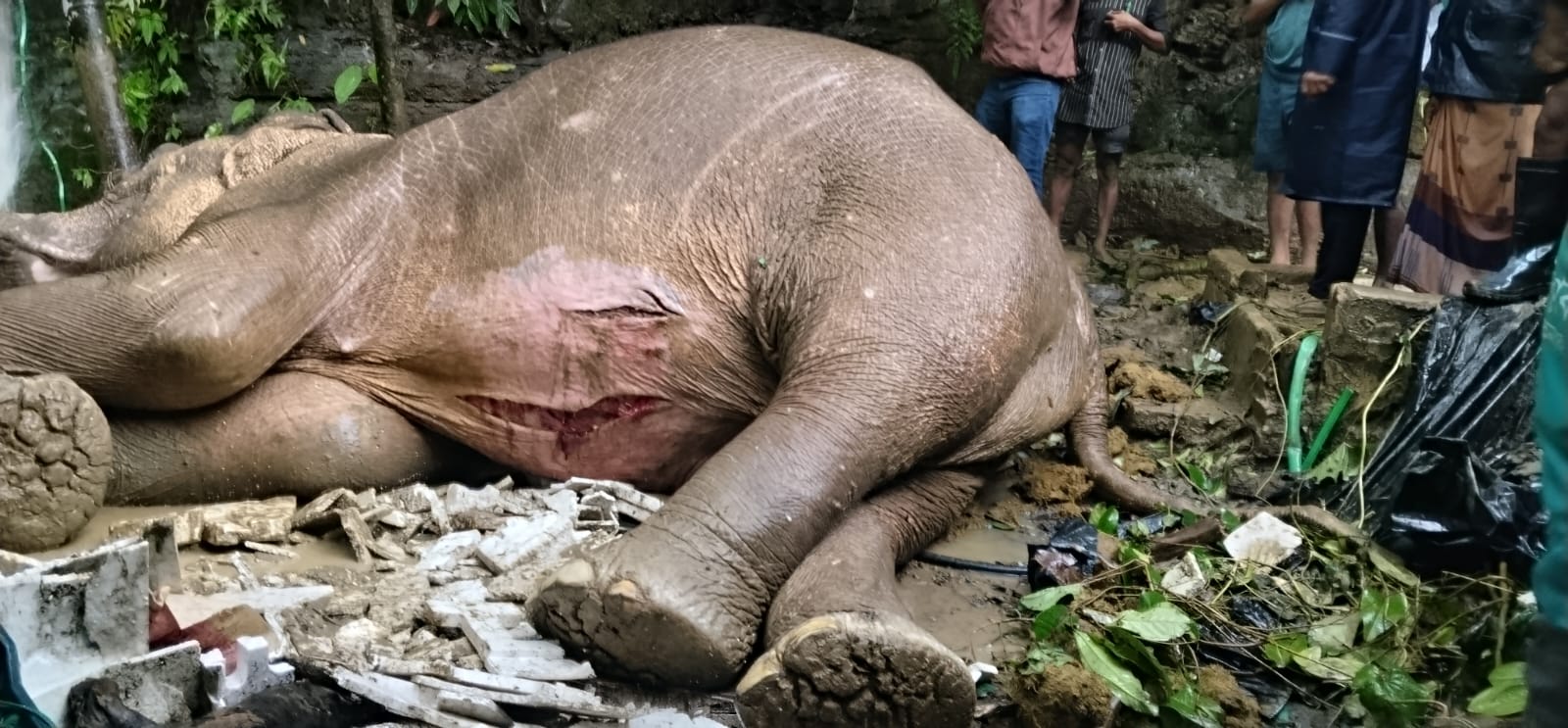 টানা ভারী বৃষ্টিতে টেকনাফে পাহাড় থেকে পড়ে আহত মা হাতি, চিকিৎসায় প্রস্তুত বন বিভাগ